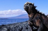 Galapagos Highlights & Peru with Ecuador's Tropical Forest, Arequipa & Colca Canyon